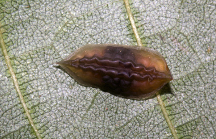 Figura 12. Detalle de prepupa, <i>Epiperola paida</i> (Limacodidae). 19-SRNP-30423- DHJ749918.