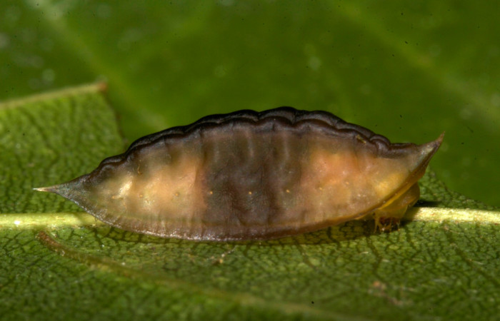 Figura 11. Detalle de prepupa, <i>Epiperola paida</i> (Limacodidae). 19-SRNP-30423- DHJ749921.