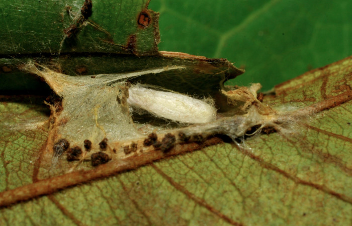 Figura 13. Capullo de parásito desconocido (Braconidae) que ataca <i>Cicinnus camarinus</i> (Mimallonidae), localidad Casa Roberto, Sector Pitilla ACG (520m). Voucher: 07-SRNP-32887-DHJ427156.jpg.