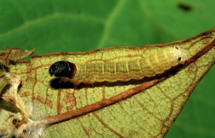 Figura 5. Larva <i>Cicinnus camarinus</i> (Mimallonidae), penúltimo estadío (PU) vista dorsal, localidad Casa Roberto, Sector Pitilla ACG (520m). Voucher: 07-SRNP-32887-DHJ427157.jpg.