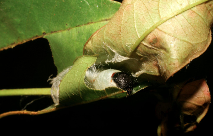 Figura 2. Larva <i>Cicinnus camarinus</i> (Mimallonidae), tercer estadío (PPU) vista de capullo, localidad Casa Roberto, Sector Pitilla ACG (520m). Voucher: 07-SRNP-32957-DHJ427315.jpg.