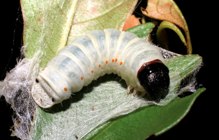 Figura 6. Larva <i>Cicinnus camarinus</i> (Mimallonidae), último estadío (U) vista dorsal, localidad Casa Roberto, Sector Pitilla ACG (520m). Voucher: 07-SRNP-32957-DHJ427327.jpg.