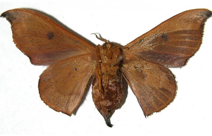 Figura 11. Adulto de <i>Cicinnus camarinus</i> (Mimallonidae), hembra vista ventral, localidad Loaciga, Sector Pitilla ACG (445m). Voucher: 07-SRNP-32989-DHJ381093.jpg.