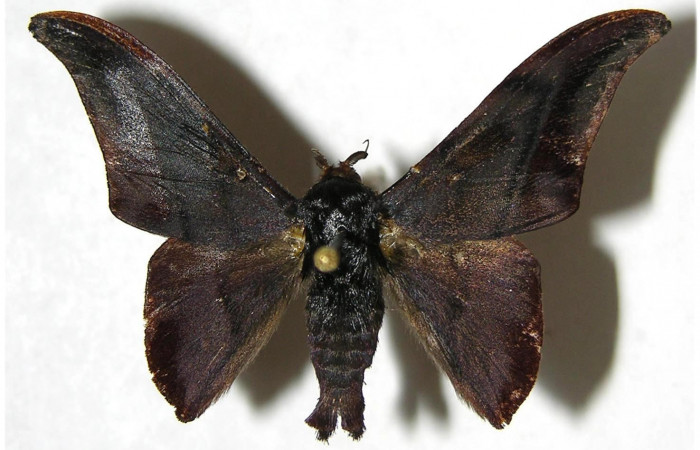 Figura 8. Adulto de <i>Cicinnus camarinus</i> (Mimallonidae), macho vista dorsal, localidad Loaciga, Sector Pitilla ACG (445m). Voucher: 07-SRNP-32991-DHJ381106.jpg.