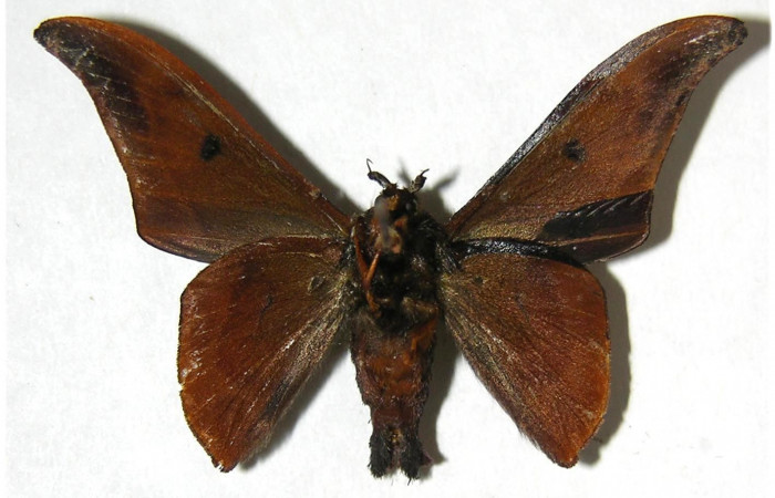 Figura 9. Adulto de <i>Cicinnus camarinus</i> (Mimallonidae), macho vista ventral, localidad Loaciga, Sector Pitilla ACG (445m). Voucher: 07-SRNP-32991-DHJ381107.jpg.