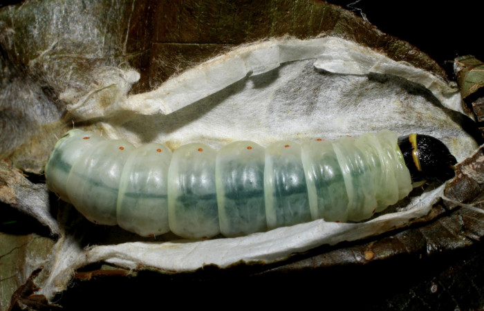Figura 15. Larva <i>Cicinnus</i> Janzen04 (Mimallonidae), último estadío (U) vista dorsal, localidad Roca Verde, Sector Cacao ACG (760m). Voucher: 07-SRNP-45643-DHJ428231.jpg.