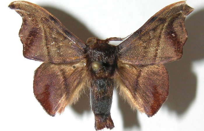 Figura 17. Adulto de <i>Cicinnus</i> Janzen04 (Mimallonidae), vista dorsal, localidad Roca Verde, Sector Cacao ACG (760m). Voucher: 07-SRNP-45723-DHJ388986.jpg.