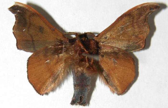 Figura 18. Adulto de <i>Cicinnus</i> Janzen04 (Mimallonidae), vista ventral, localidad Roca Verde, Sector Cacao ACG (760m). Voucher: 07-SRNP-45723-DHJ388987.jpg.