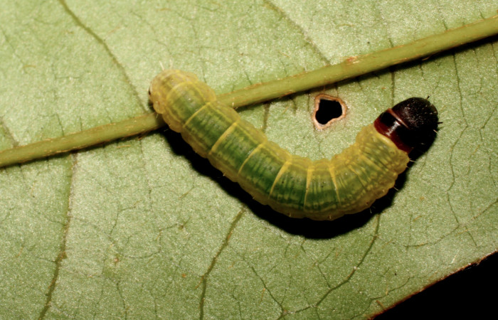 Figura 4. Larva <i>Cicinnus camarinus</i> (Mimallonidae), tercer estadío (PPU) vista dorsal, localidad Conguera, Sector Rincón Rain Forest ACG (420m). Voucher: 09-SRNP-41511-DHJ466422.jpg.