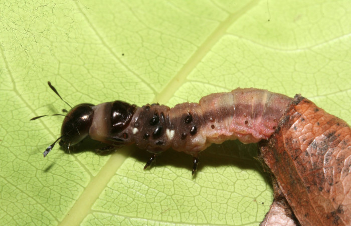 Figura 22. Larva <i>Cicinnus</i> Janzen02 (Mimallonidae), penúltimo estadío (PU) vista lateral, localidad Finca Esmeralda, Sector Rincón Rain Forest ACG (123m). Voucher: 10-SRNP-75427-DHJ474756.jpg.