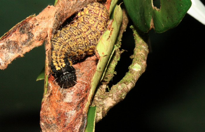 Figura 23. Larva <i>Cicinnus</i> Janzen71 (Mimallonidae), último estadío (U) vista dorsal, localidad Puente Palma, Sector San Cristóbal ACG (460m). Voucher: 11-SRNP-3483-DHJ486830.jpg.