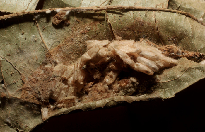 Figura 14. Capullos de parásitos <i>Dolichogenidea</i> Janzen40 (Braconidae) que ataca <i>Cicinnus camarinus</i> (Mimallonidae), localidad Sendero Laguna, Sector Pitilla ACG (680m). Voucher: 14-SRNP-31249-DHJ804838.jpg.