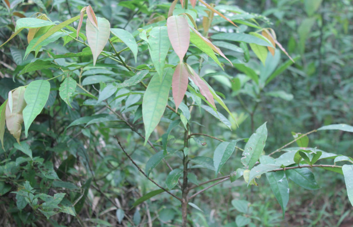 Figura 24. Planta hospedera de <i>Cicinnus camarinus</i> (Mimallonidae), planta llamada <i>Vochysia ferruginea</i> (Vochysiaceae), localidad Estación Quica, Sector Pitilla ACG (470m), foto: Ricardo Calero 19 Febrero 2020.