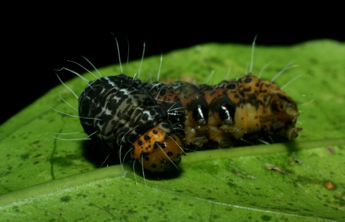  Figura 10. Prepupa <i>Seirocastnia tribuna</i>, (Noctuidae), Sector Pailas, Gemelos, (elevación 1276 metros). 2 junio 2009. (09-SRNP-56358-DHJ460298.JPG).