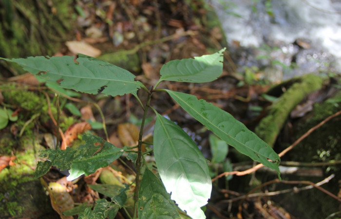 Figura 11. Planta hospedera Neea psychotrioides, (Nyctaginaceae), de <i>Seirocastnia tribuna</i>, (Noctuidae). Foto, Anabelle Cordoba, 12 Noviembre 2017.