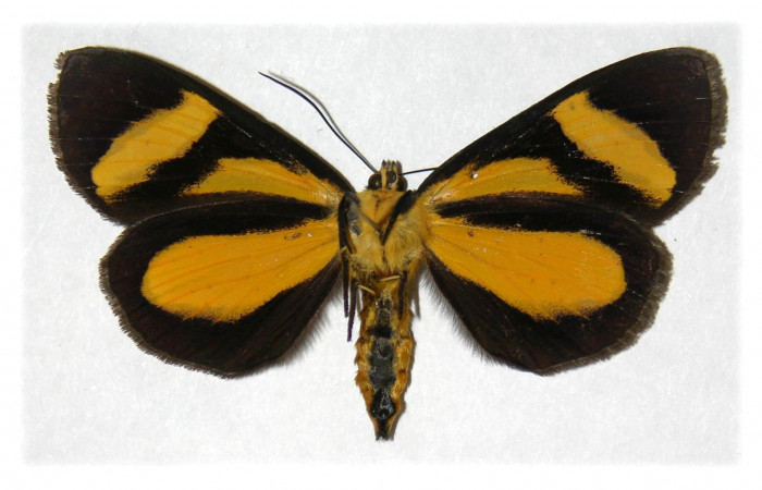 Figura 2. Adulto de <i>Seirocastnia tribuna</i> (Noctuidae), hembra, posición vista ventral. (01-SRNP-9784-DHJ315173.jpg).