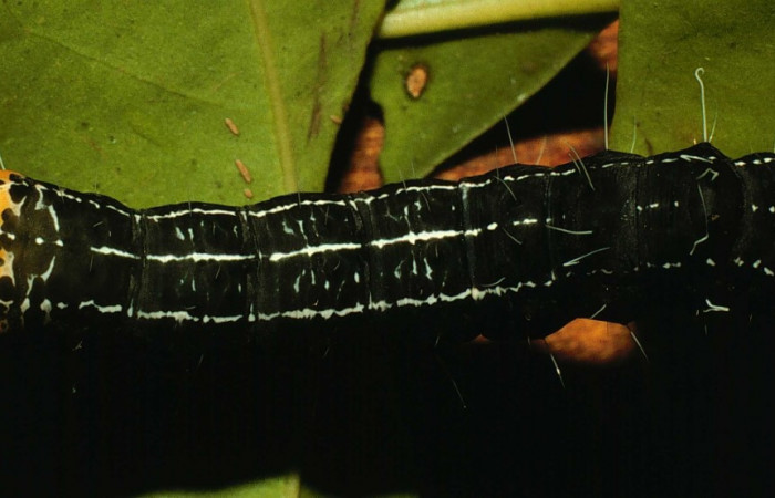 Figura 3. Dorsal entero <i>Seirocastnia tribuna</i> (Noctuidae), alimentándose en <i>Neea psychotrioides</i> (Nyctaginaceae). Sector El Hacha, Sendero Tigre, (elevación 280 metros). Colectada 27 Junio 1998. (98-SRNP-5255- DHJ45449.jpg).