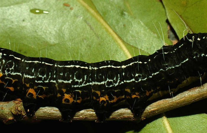 Figura 4. Lateral entero <i>Seirocastnia tribuna</i> (Noctuidae), alimentándose en <i>Neea psychotrioides</i> (Nyctaginaceae). Sector El Hacha, Sendero Tigre, (elevación 280 metros). Colectada 27 Junio 1998. (98- SRNP-5255-DHJ45445.jpg).