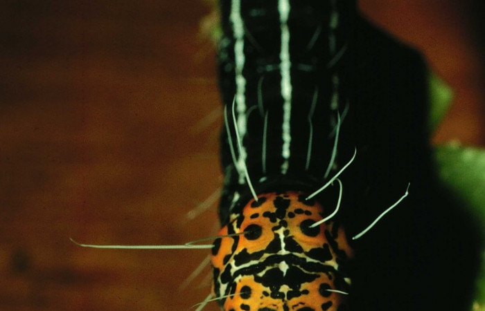 Figura 5. Parte posterior <i>Seirocastnia tribuna</i> (Noctuidae), alimentándose en <i>Neea psychotrioides</i> (Nyctaginaceae). Sector El Hacha, Sendero Tigre, (elevación 280 metros). Colectada 4 Julio 1997. (97-SRNP-4546-DHJ42674.jpg).