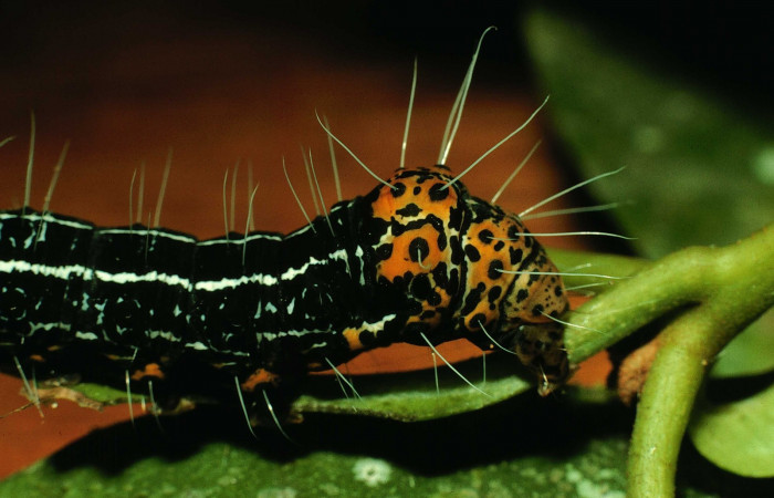 Figura 6. Parte lateral posterior <i>Seirocastnia tribuna</i> (Noctuidae), alimentándose en <i>Neea psychotrioides</i> (Nyctaginaceae). Sector El Hacha, Sendero Tigre, (elevación 280 metros). Colectada 4 Julio 1997. (97-SRNP-4546-DHJ42677.jpg).