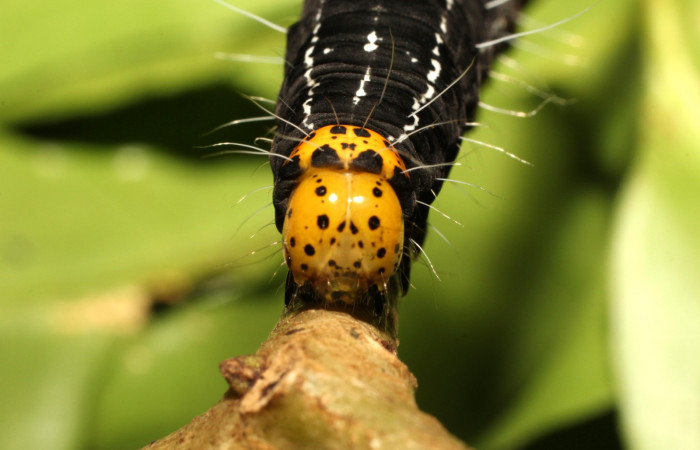Figura 7. Cabeza <i>Seirocastnia tribuna</i> (Noctuidae), alimentándose en <i>Neea psychotrioides</i> (Nyctaginaceae). Sector Cacao, Sendero Tigre, (elevación 280 metros). Colectada 4 Julio 1997. (18-SRNP-35155-DHJ734730.jpg).