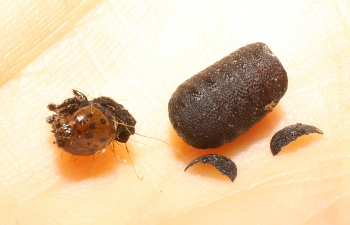 Figura 8. Pupario de parásito <i>Zygozenilla</i> Wood01 (Tachinidae), de la larva <i> Seirocasthia tribuna</i>, (Noctuidae). Sector Pailas, Gemelos, (elevación 1276 metros). 2 junio 2009. (09-SRNP-56360-DHJ474141.JPG).