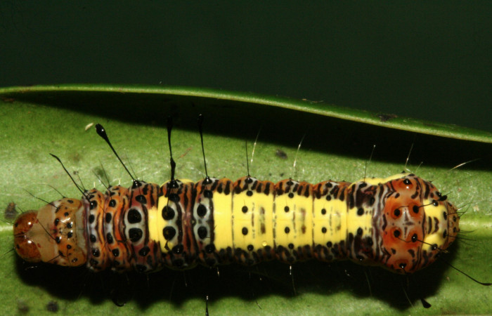  Larva en posición dorsal de <i>Darceta falcata</i> (Noctuidae), U estadio. Sector San Cristóbal, Finca San Gabriel. Voucher 11-SRNP-4198-DHJ487010.jpg.