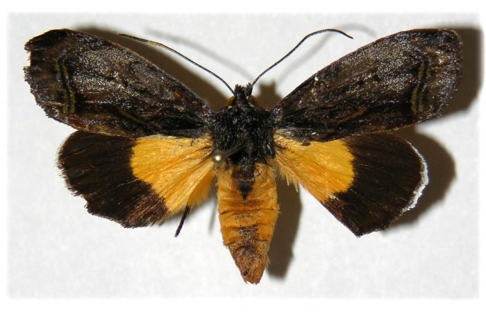  Adulto hembra de <i>Darceta falcata</i> (Noctuidae) en posición dorsal. Sector Pitilla, Sendero Mismo. Voucher 04-SRNP-55724-DHJ314300.