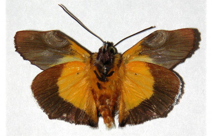  Adulto macho de <i>Darceta falcata</i> (Noctuidae) en posición ventral. Sector Cacao, Sendero Arenales. Voucher 03-SRNP-22753-DHJ314303.