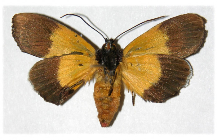  Adulto hembra de <i>Darceta falcata</i> (Noctuidae) en posición ventral. Sector Pitilla, Sendero Mismo. Voucher 04-SRNP-55724-DHJ314301.