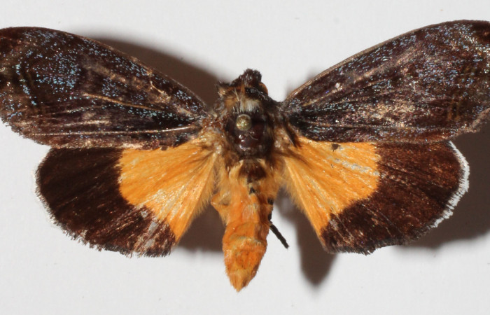  Adulto de <i>Darceta falcata</i> (Noctuidae), en posición dorsal. Sector San Cristóbal, Finca San Gabriel. Voucher 15-SRNP-857-DHJ909174  