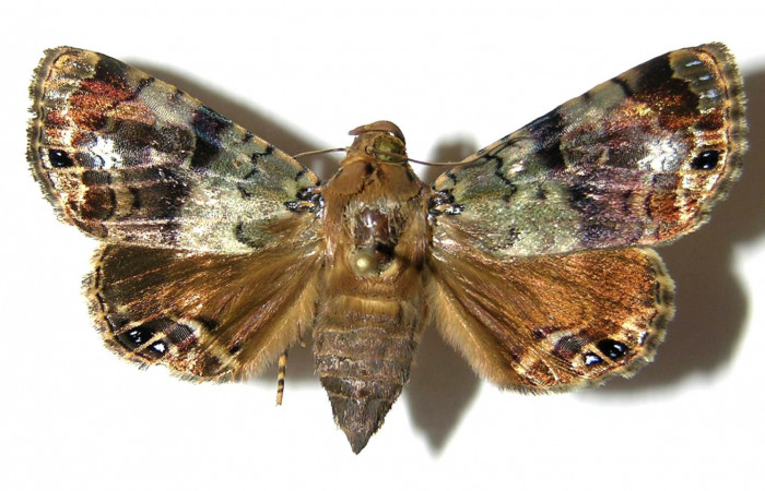  Adulto de <i>Dyops</i> Poole04 (Noctuidae) en posición dorsal. Sector San Cristóbal, Quebrada Cementerio. Voucher 05-SRNP-5940-DHJ329036.