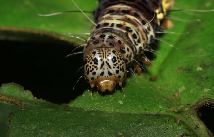  Cabeza en posición frontal de <i>Darceta falcata</i> (Noctuidae), U estadio. Sector Pitilla, Sendero Laguna. Voucher 15-SRNP-30938-DHJ721994.jpg.