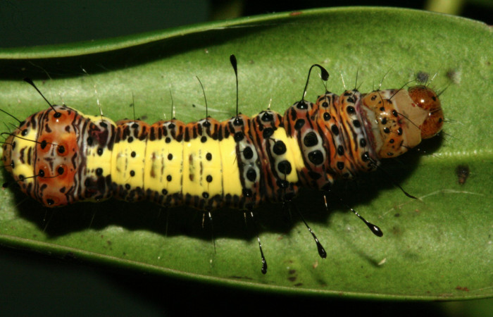  Larva en posición dorsal de <i>Darceta falcata</i> (Noctuidae), PU estadio. Sector San Cristóbal, Finca San Gabriel. Voucher 11-SRNP-4198-DHJ487014.jpg.