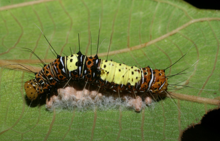  Larva en posición dorsal de <i>Dyops Poole04 (Noctuidae), U estadio.</i> Sector Pitilla, Estacíon Quica. Voucher 08-SRNP-72138-DHJ447117.jpg.