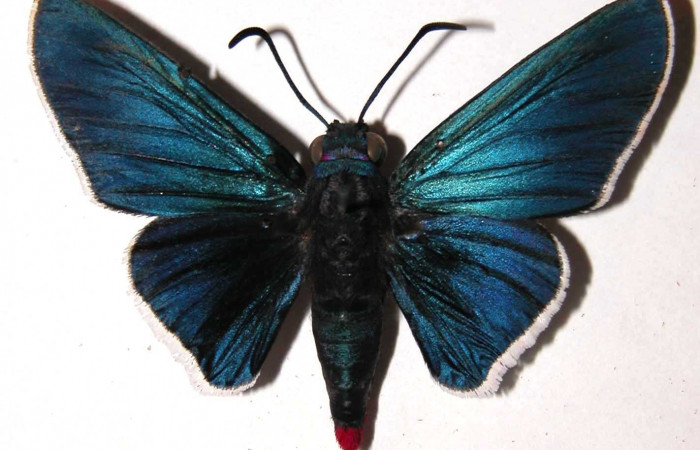 Figura 12. Adulto macho <i>Mysoria ambigua</i> (Hesperiidae) vista dorsal. Voucher 03-SRNP-1431-DHJ36590.jpg.