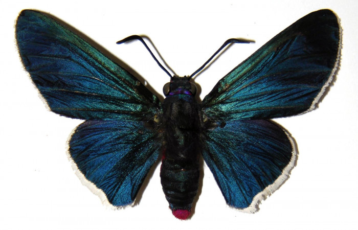 Figura 10. Adulto hembra <i>Mysoria ambigua</i> (Hesperiidae) vista dorsal. Voucher 04-SRNP-14800-DHJ303506.jpg.