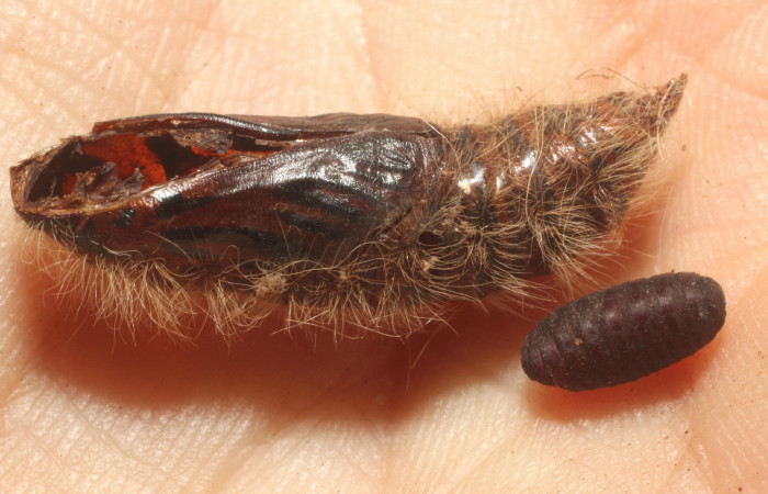 Figura 9. Pupa de <i>Mysoria ambigua</i>  (Hesperiidae) al lado pupario de (Tachinidae) <i>Winthemia</i> Wood16DHJ03. Voucher 13-SRNP-20100-DHJ804762.jpg.