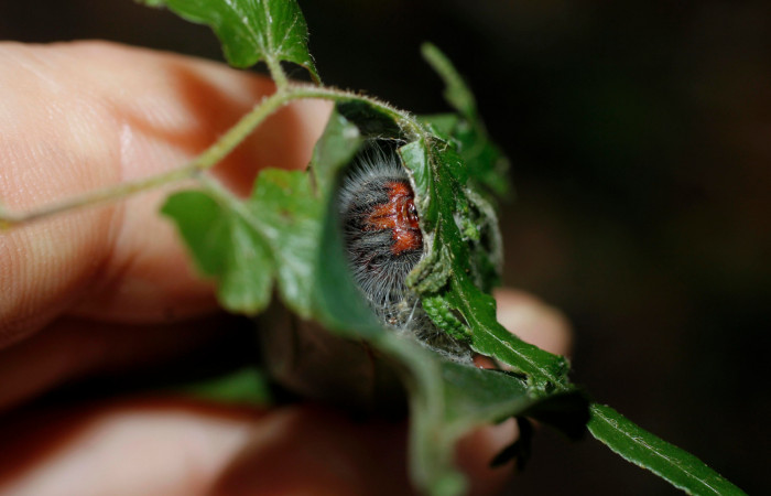 Figura 5. Casita de <i>Mysoria ambigua</i> (Hesperiidae) posición frontal, planta hospedera Casearia arguta (Salicaceae) Sector Santa Rosa, Area Administrativa. Voucher 14-SRNP-12006-DHJ802454.jpg.