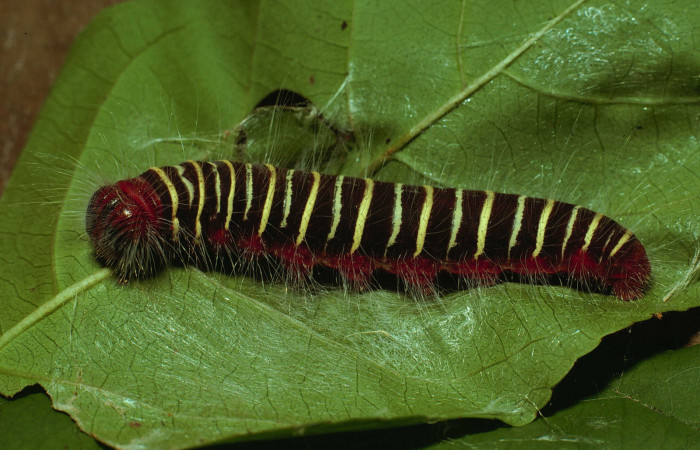 Figura 2. <i>Mysoria ambigua</i> (Hesperiidae) último estadio, posición lateral. Sector Santa Rosa, Bosque San Emilio. Voucher 80-SRNP-272-DHJ1504.jpg.
