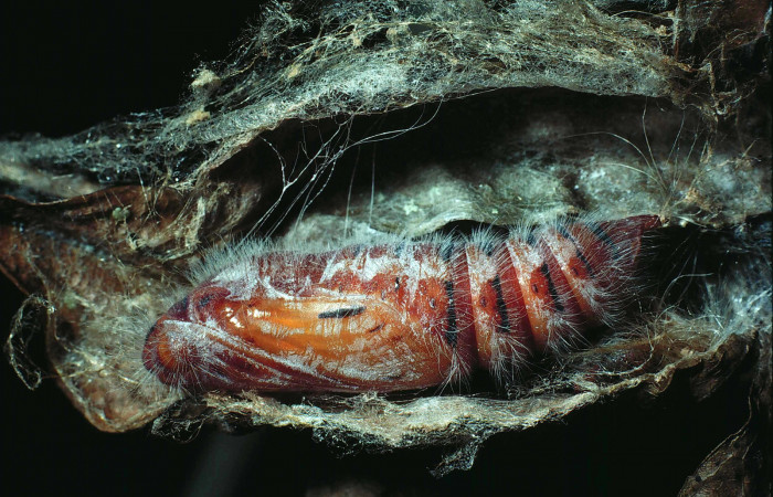 Figura 7. Pupa de <i>Mysoria ambigua</i> (Hesperiidae) posición lateral. Sector Santa Rosa, Bosque San Emilio. Voucher 85-SRNP-80-DHJ8879.jpg.