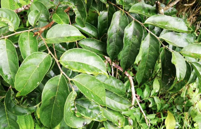 Figura 14. Planta <i>Casearia sylvestris</i> (Salicaceae). Hospedera de <i>Mysoria ambigua</i> (Hesperiidae). Foto Gloria Sihezar. Estación San Gerardo. Febrero 2020.  