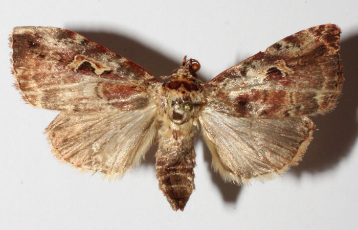 Fig.1. Adulto de <i>Perigea illicita</i>. Hembra 32mm de longitud vista dorsal. Voucher :15-SRNP-30541-DHJ908970. jpg.