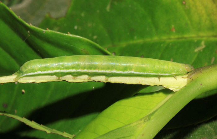 Fig.10. Larva de <i>Perigea illicita</i>, último estadío. Mide 47mm de longitud. Voucher : 15-SRNP-30364-DHJ721630.jpg.