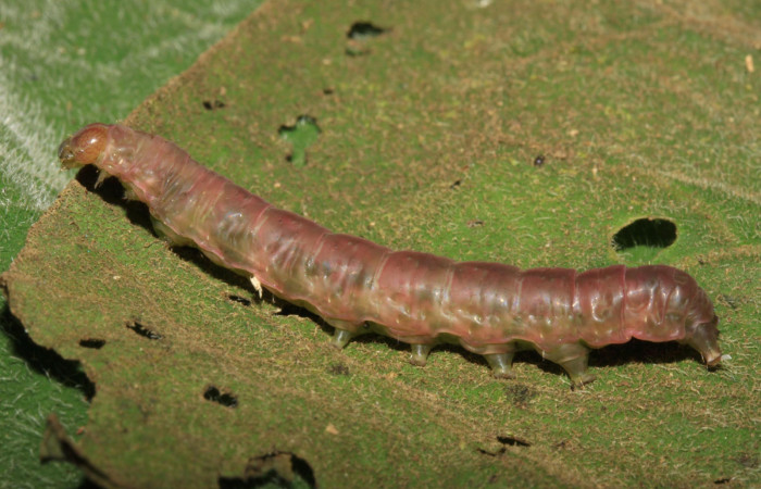 Fig.11. Prepupa de <i>Perigea illicita</i>. Mide 47mm de longitud. Voucher : 15-SRNP-30364-DHJ721673.jpg.