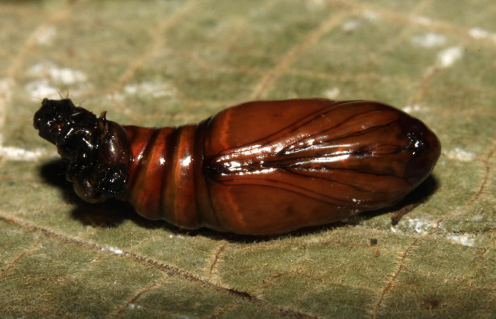Fig.12. Pupa de <i>Perigea illicita</i>. Mide 16mm de longitud. Voucher : 15-SRNP-30364-DHJ721727.jpg.