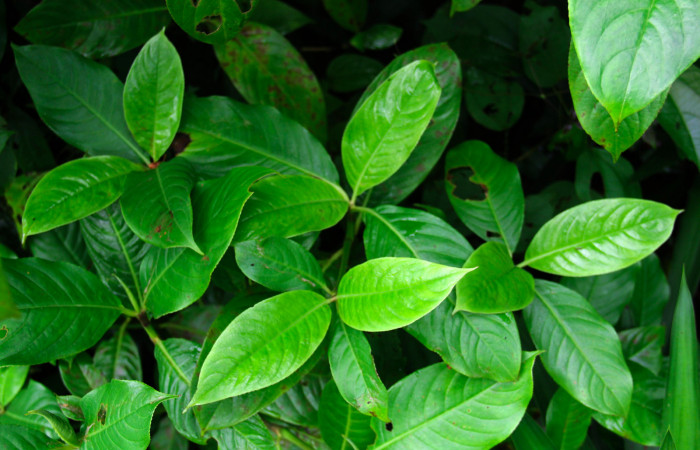 Fig.14. Mostrando hojas de <i>Hedyosmum scaberrimum</i> planta hospedera de <i>Perigea illicita</i> (Chloranthaceae).