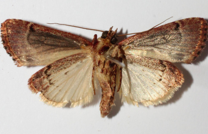 Fig.4. Adulto de <i>Perigea illicita</i>. Macho 30mm de longitud vista ventral. Voucher : 15-SRNP-30399-DHJ905825.jpg.