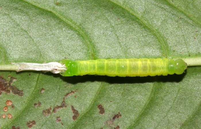 Fig.6. Larva de <i>Perigea illicita</i>, penúltimo estadío. Mide 25mm de longitud. Voucher : 17-SRNP-31383-DHJ739003.jpg.
