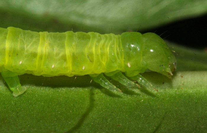 Fig.7. Larva de <i>Perigea illicita</i>, penúltimo estadío.  Mide 25mm de longitud. Voucher :17-SRNP-31383-DHJ739004.jpg.